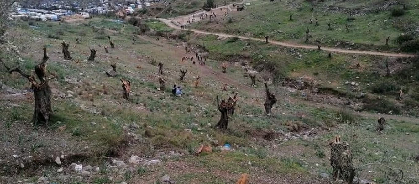 Παράνομοι μετανάστες πελεκάνε τις ελιές στην Μόρια! (βίντεο)